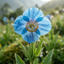 Meconopsis grandis Blue Himalayan Poppy Seeds for Planting