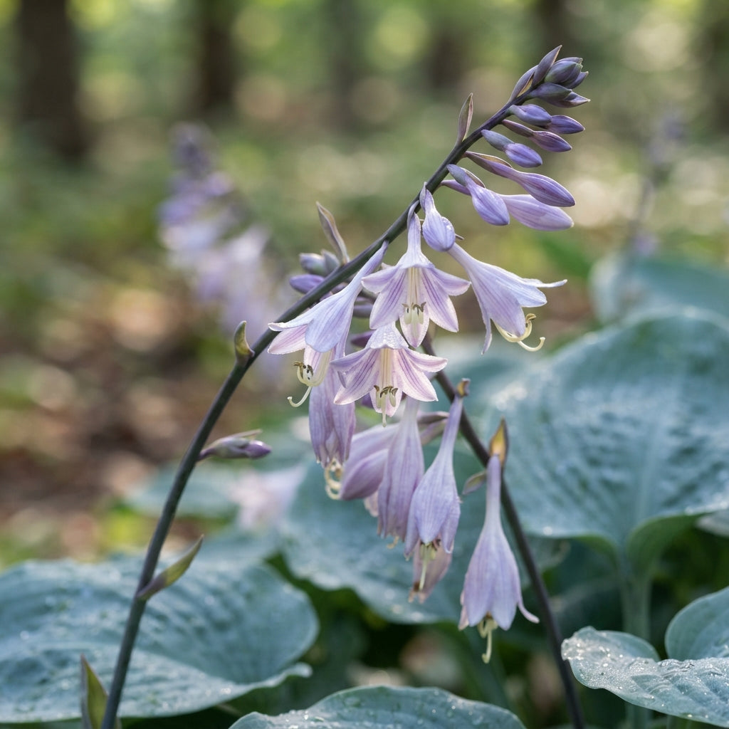 Blue Hosta Seeds for Planting