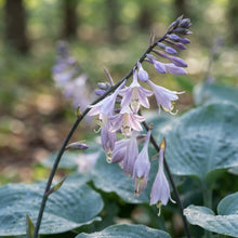Blue Hosta Seeds for Planting
