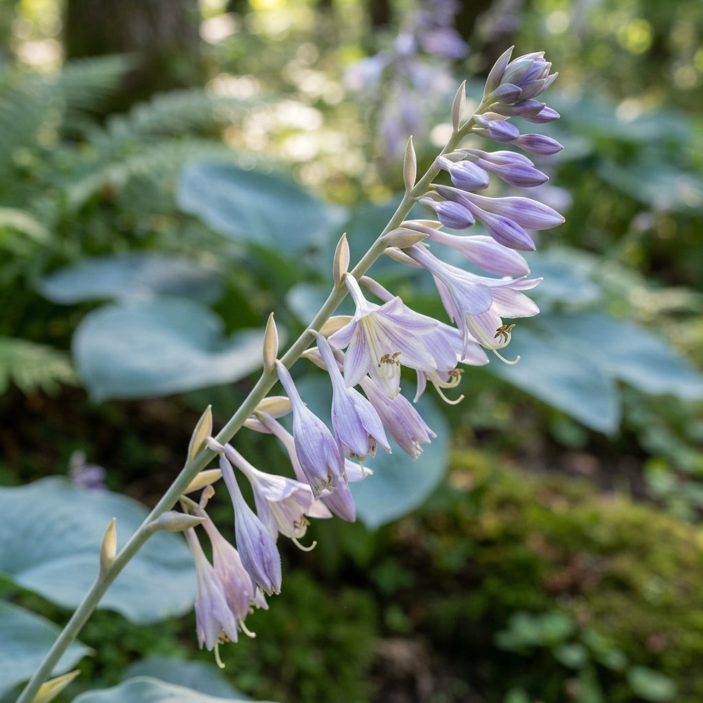 Blue Hosta Seeds for Planting