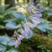 Blue Hosta Seeds for Planting