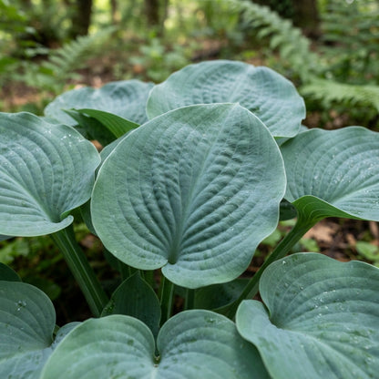 Blue Hosta Seeds for Planting