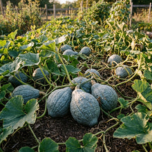 Hubbard Blue Winter Squash Seeds – Heirloom Squash Seeds for Home Garden