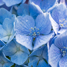 Blue Hydrangea Seeds for Planting