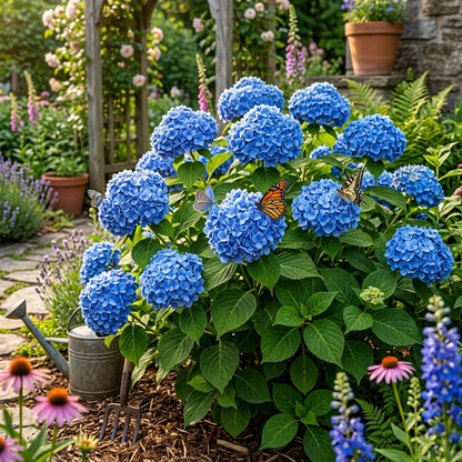 Blue Hydrangea Seeds for Planting