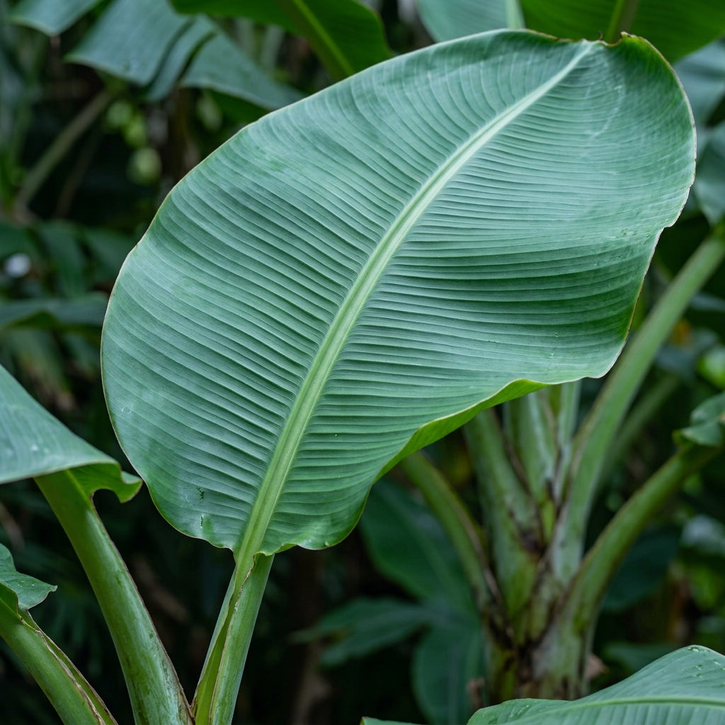 Blue Java Banana Seeds for Planting