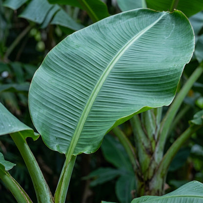 Blue Java Banana Seeds for Planting