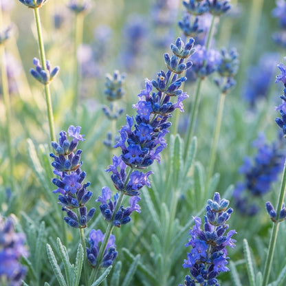 Lavender Blue Flower Seeds - Blue Lavender Flower Seeds for Garden