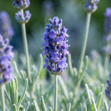 Lavender Blue Flower Seeds - Blue Lavender Flower Seeds for Garden