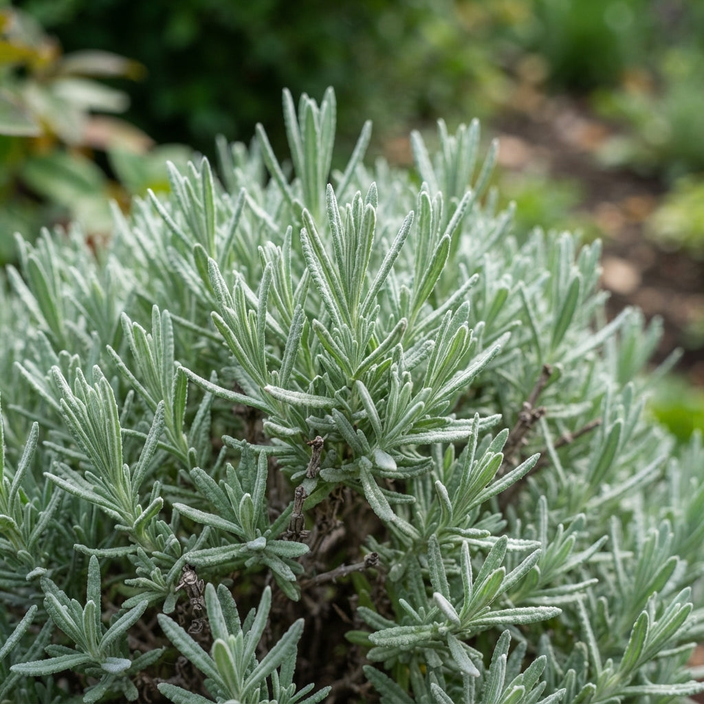 Lavender Blue Flower Seeds - Blue Lavender Flower Seeds for Garden