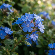 Ceratostigma plumbaginoides (Blue Leadwort) Flower Seeds for Planting
