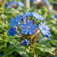 Ceratostigma plumbaginoides (Blue Leadwort) Flower Seeds for Planting