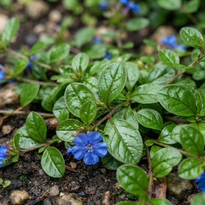 Ceratostigma plumbaginoides (Blue Leadwort) Flower Seeds for Planting
