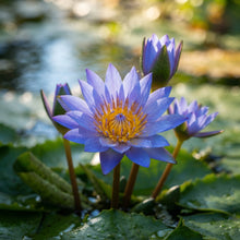 Blue Lily Seeds for Planting