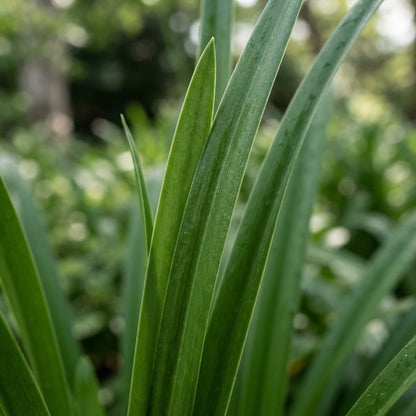 Blue Lily Seeds for Planting