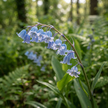 Blue Lily of the Valley Flower Seeds for Planting
