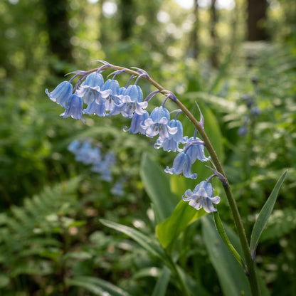 Blue Lily of the Valley Flower Seeds for Planting