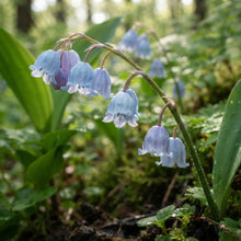 Blue Lily of the Valley Flower Seeds for Planting