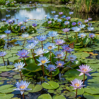 Blue Lotus Nymphaea caerulea Seeds for Planting