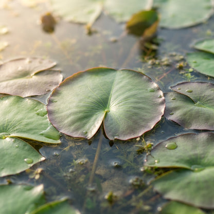 Blue Lotus Nymphaea caerulea Seeds for Planting