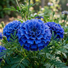Blue Marigold Flower Seeds for Planting