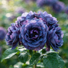Blue Midnight Rose Seeds for Planting