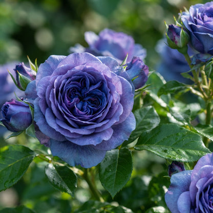Blue Midnight Rose Seeds for Planting