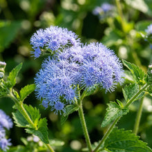 Blue Mistflower Seeds for Garden Planting