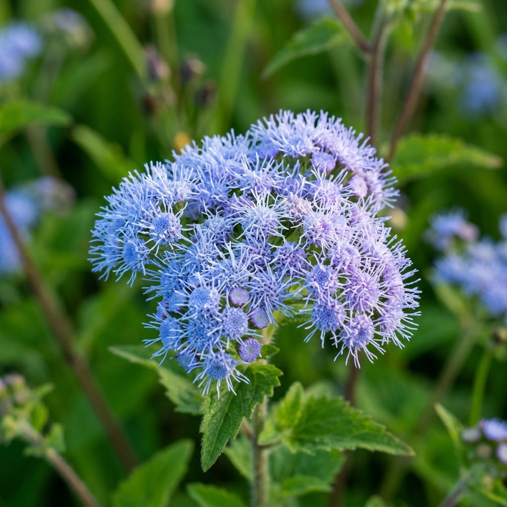 Blue Mistflower Seeds for Garden Planting