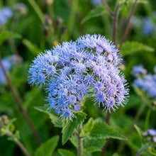 Blue Mistflower Seeds for Garden Planting