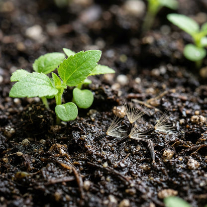 Blue Mistflower Seeds for Garden Planting