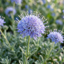 Lomelosia Blue Mound Flower Seeds For Planting
