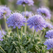 Lomelosia Blue Mound Flower Seeds For Planting