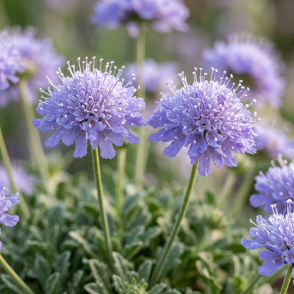 Lomelosia Blue Mound Flower Seeds For Planting