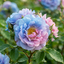 Blue Pink Rose Seeds for Planting