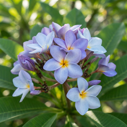 Blue Plumeria Seeds for Planting