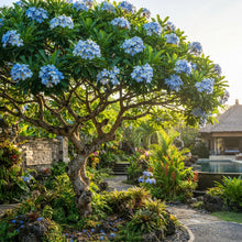 Blue Plumeria Seeds for Planting