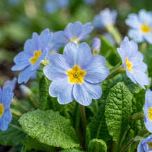 Primula Acaulis Light Blue Seeds for Garden Planting