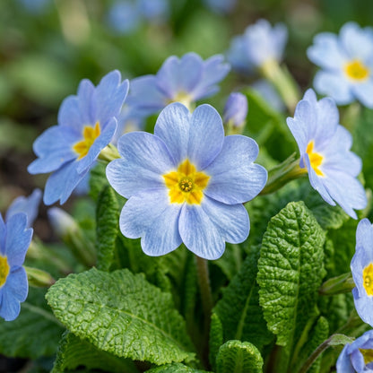 Primula Acaulis Light Blue Seeds for Garden Planting