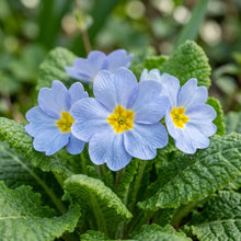 Primula Acaulis Light Blue Seeds for Garden Planting