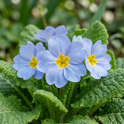 Primula Acaulis Light Blue Seeds for Garden Planting