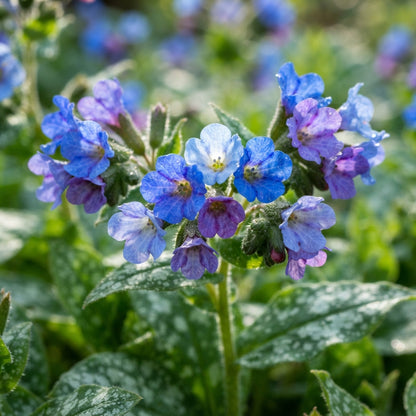 Blue Pulmonaria Flower Seeds for Planting