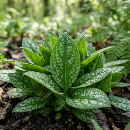 Blue Pulmonaria Flower Seeds for Planting