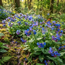 Blue Pulmonaria Flower Seeds for Planting