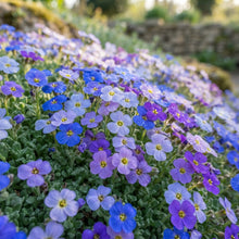 Blue Rock Cress Seeds - Perennial Ground Cover Flower Seeds for Garden