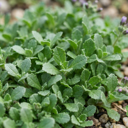 Blue Rock Cress Seeds - Perennial Ground Cover Flower Seeds for Garden