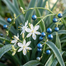 Blue Round Pearl Chlorophytum Flower Seeds for Planting