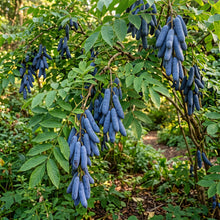 Blue Sausage Fruit (Solanum sambucifolium) Seeds for Planting