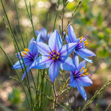 Blue Tinsel Lily Flower Seeds for Garden Planting
