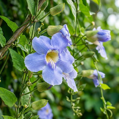 Blue Trumpet Seeds - Blue Trumpet Vine Flower Seeds for Garden